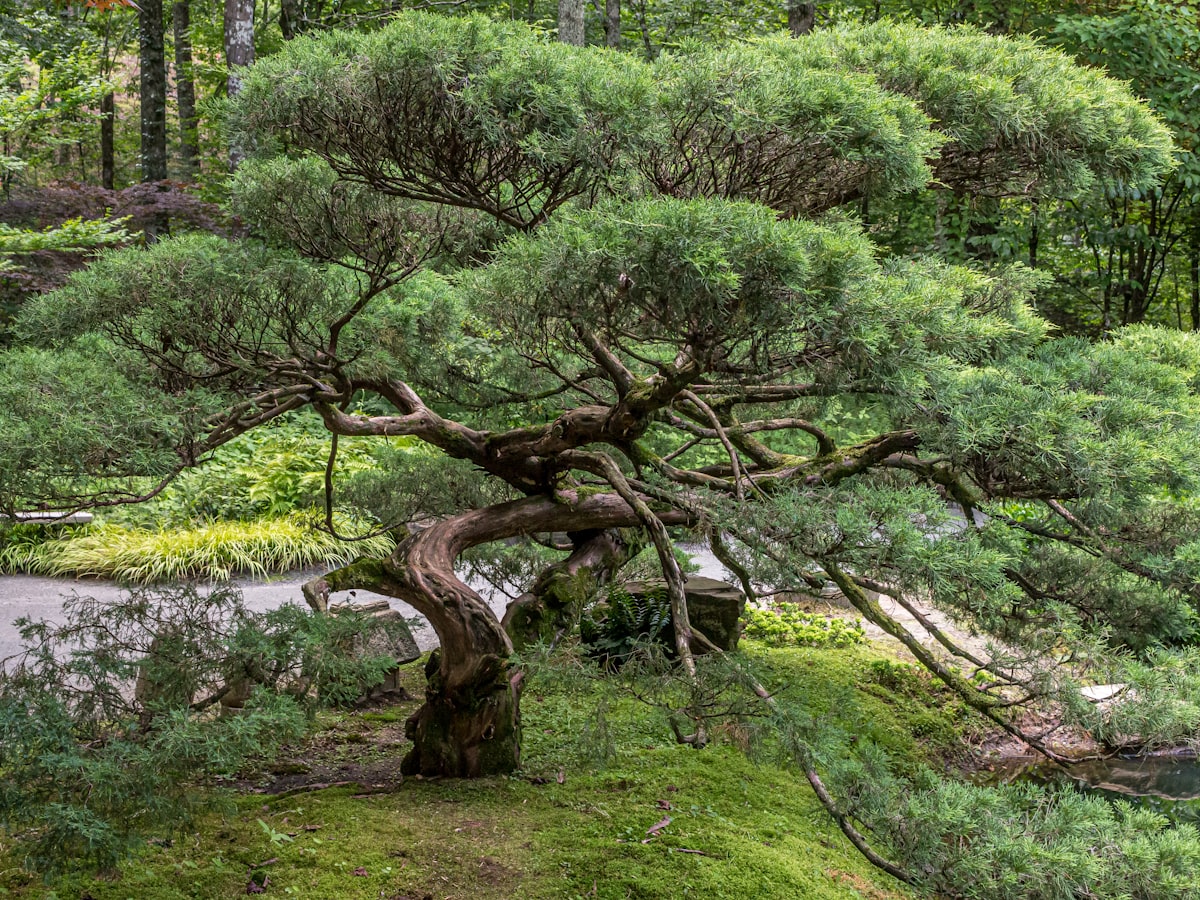 Garden of Morning Calm
