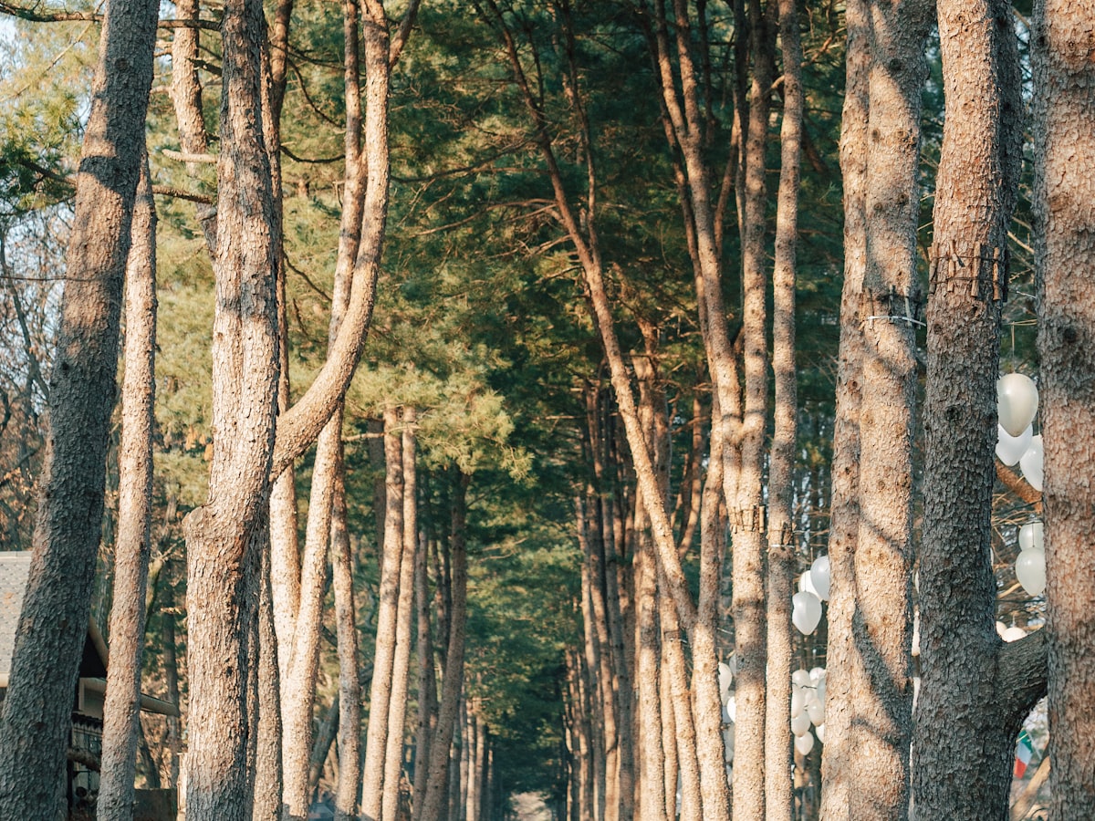 Nami Island Tree Avenues